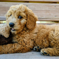 goldendoodle puppy biting its toy
