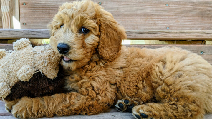 9 Goldendoodle Breeders In Texas: Finding Available Puppies
