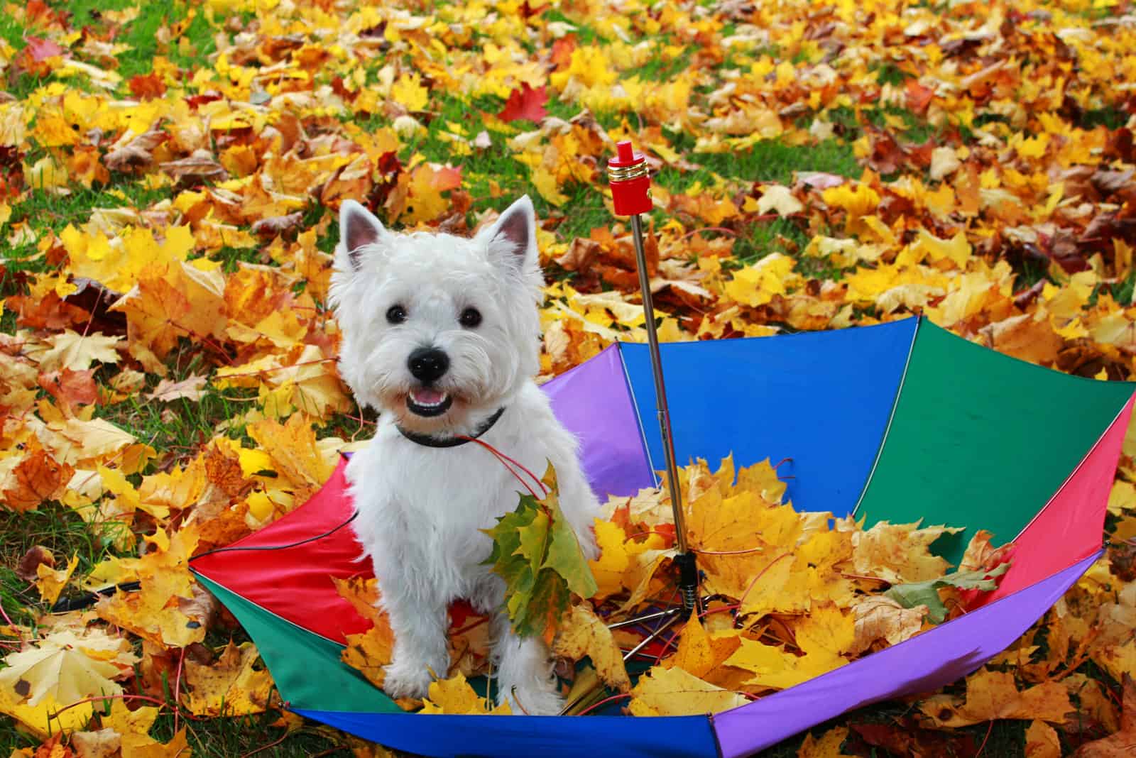 West Highland White Terrier