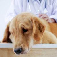 sad dog lying at vet
