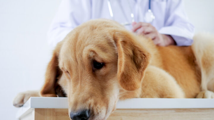 Where to Euthanize A Dog For Free: 10 Places In The U.S.