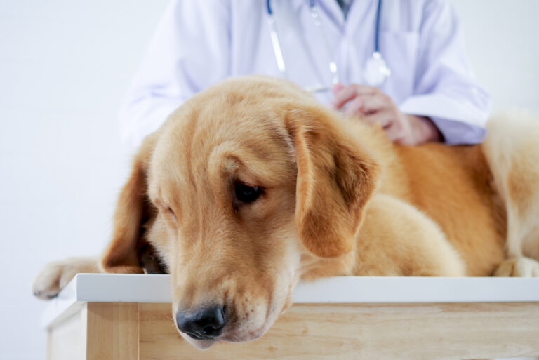 sad dog lying at vet