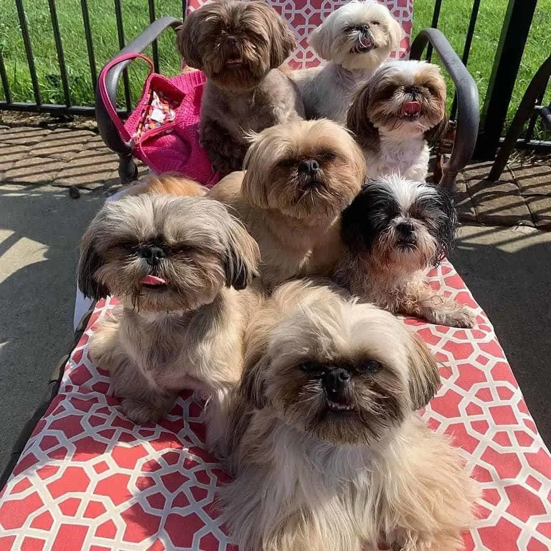 a kennel of shih tzus