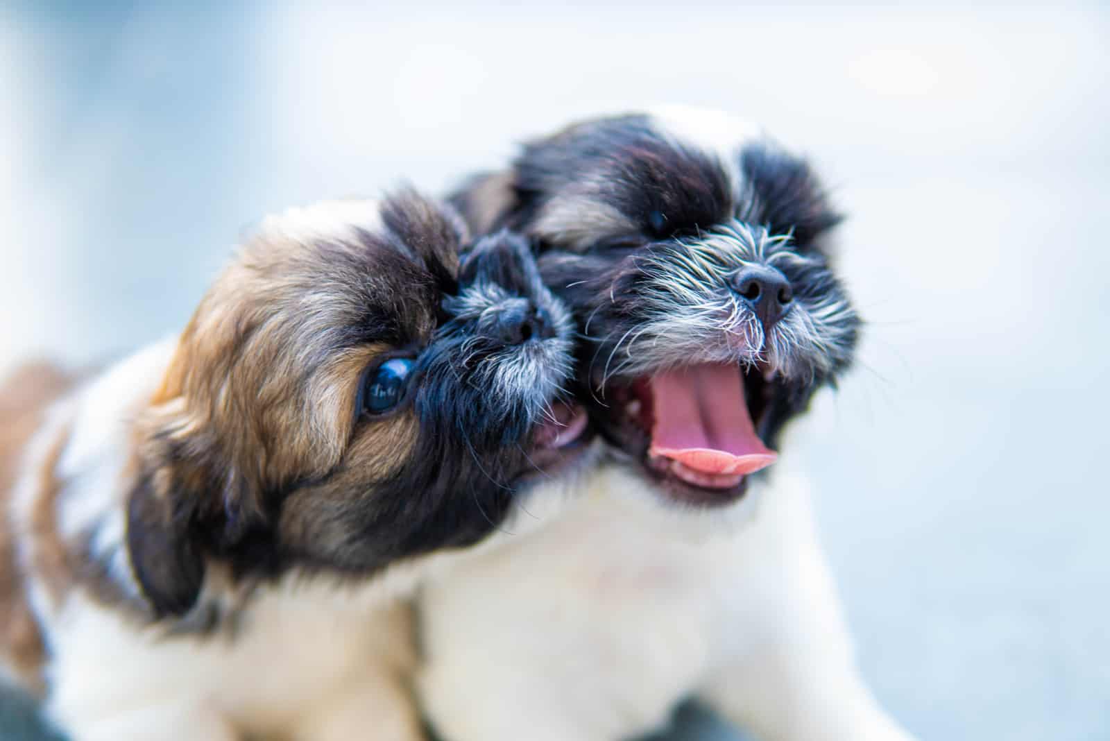 adorable shih tzu puppies playing