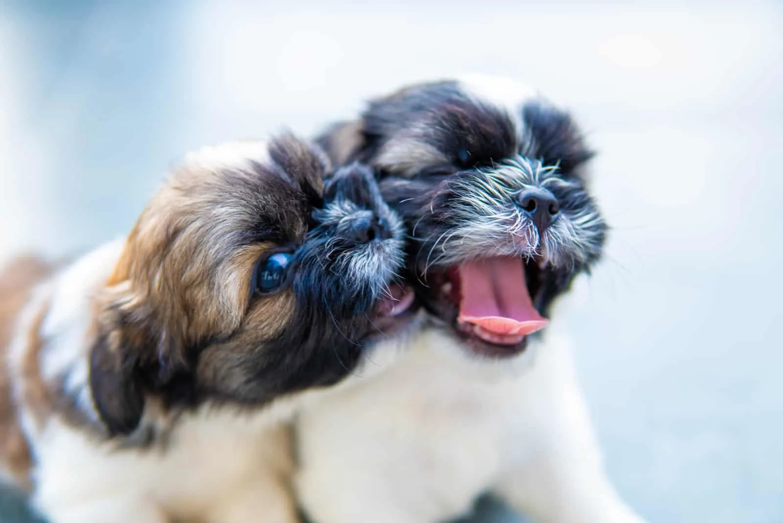 adorable shih tzu puppies playing