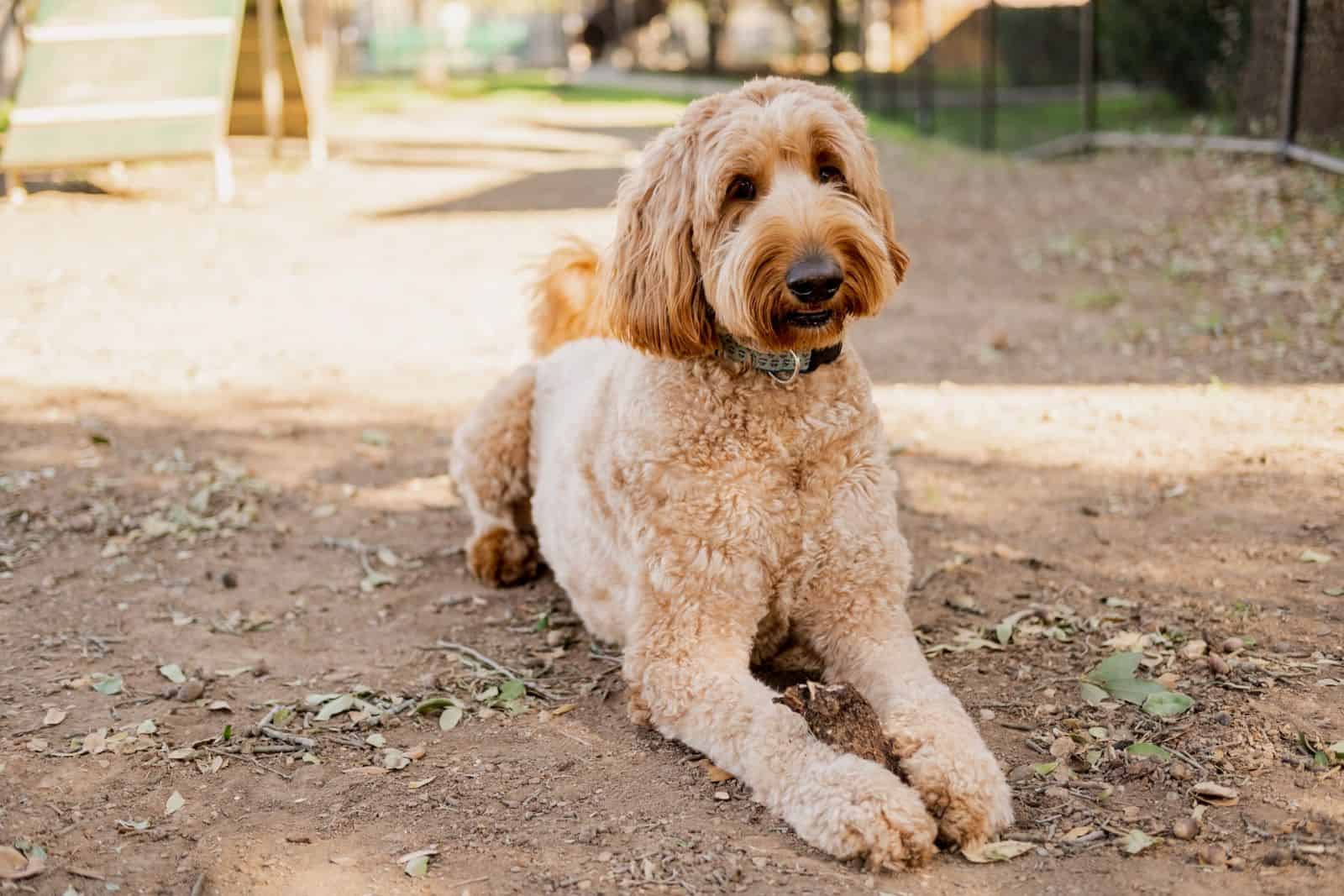 adult goldendoodle dog