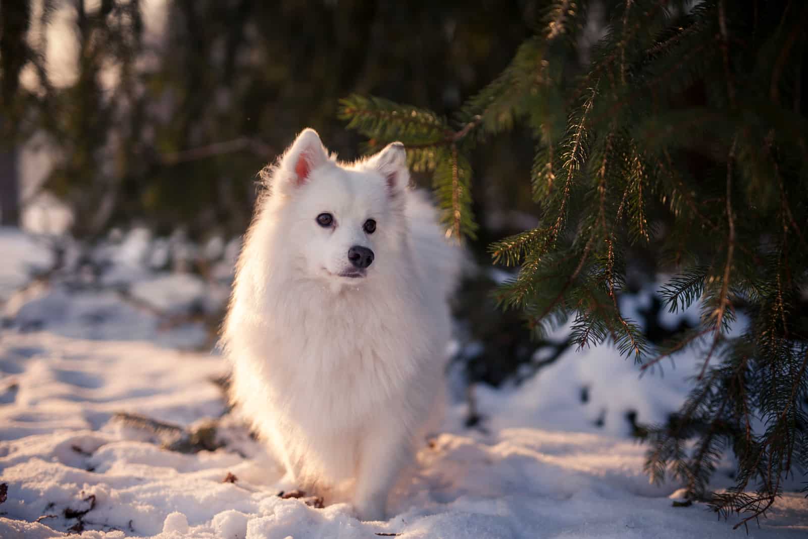 american eskimo dog