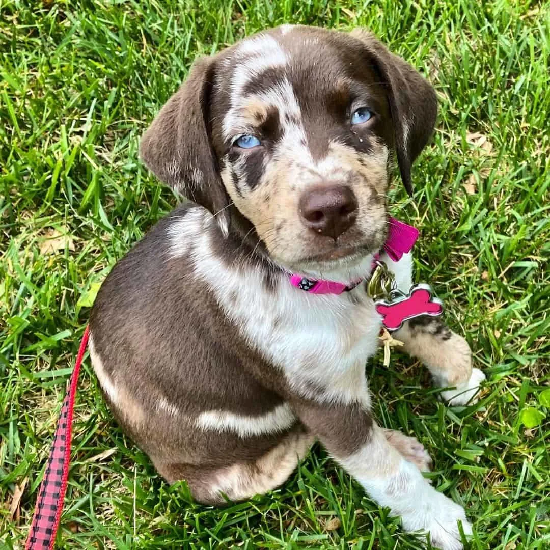 aussie doberman mix