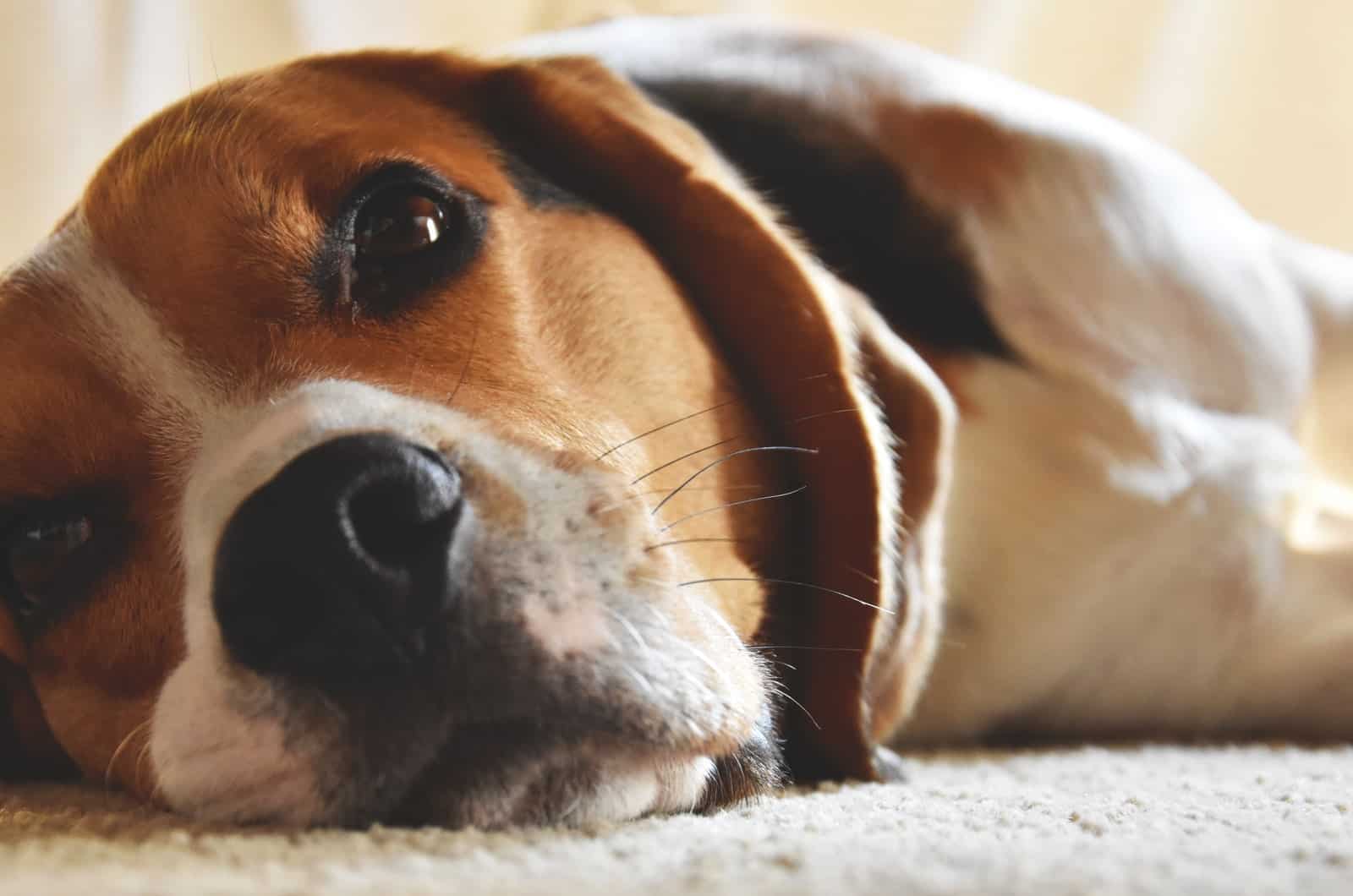 beagle dog resting