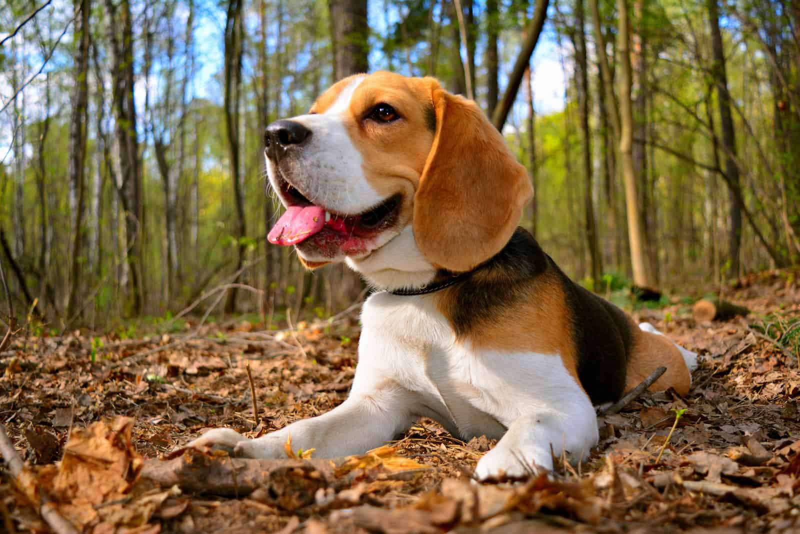 beagle in nature