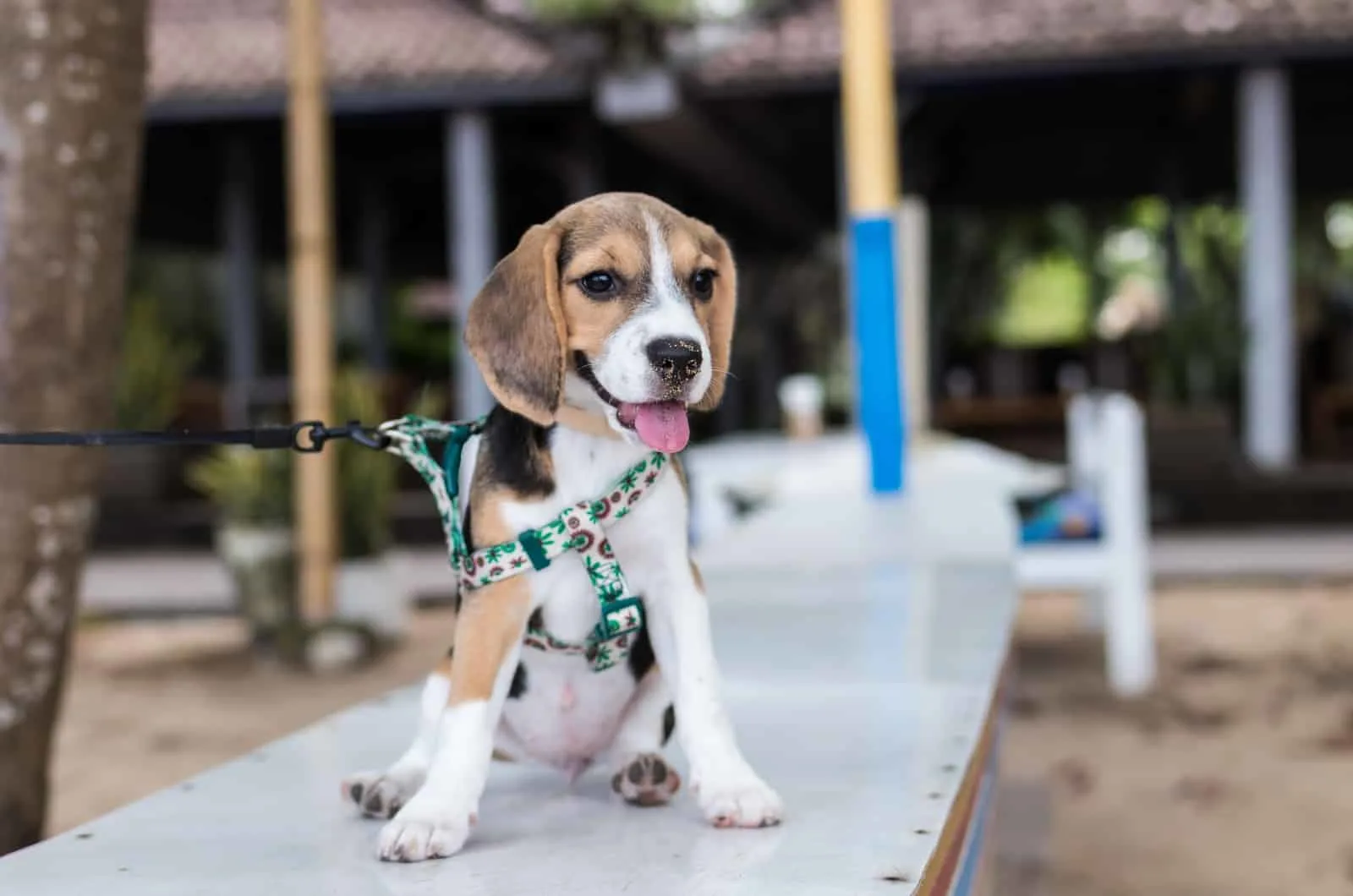 beagle puppy on a leash