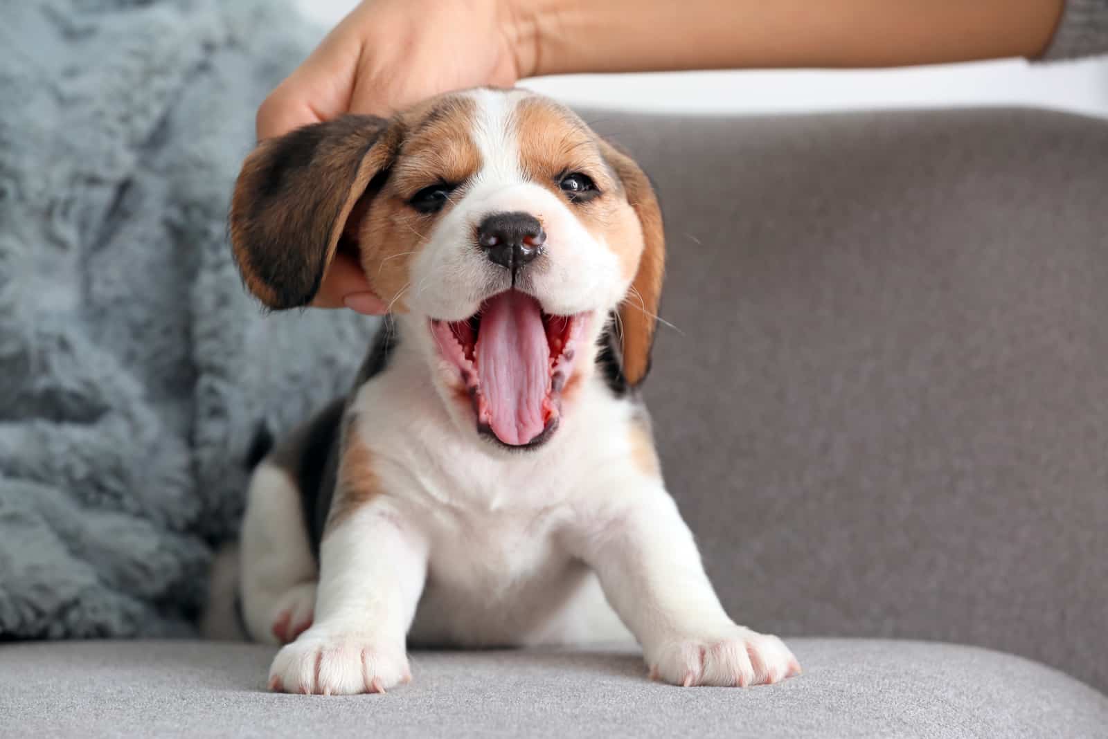 beagle puppy yawning