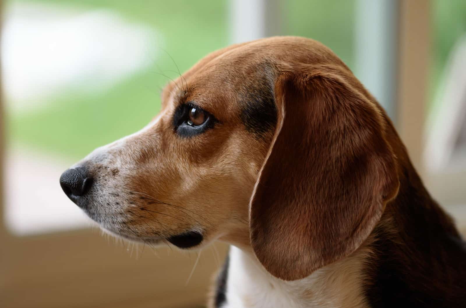 beagle side portrait