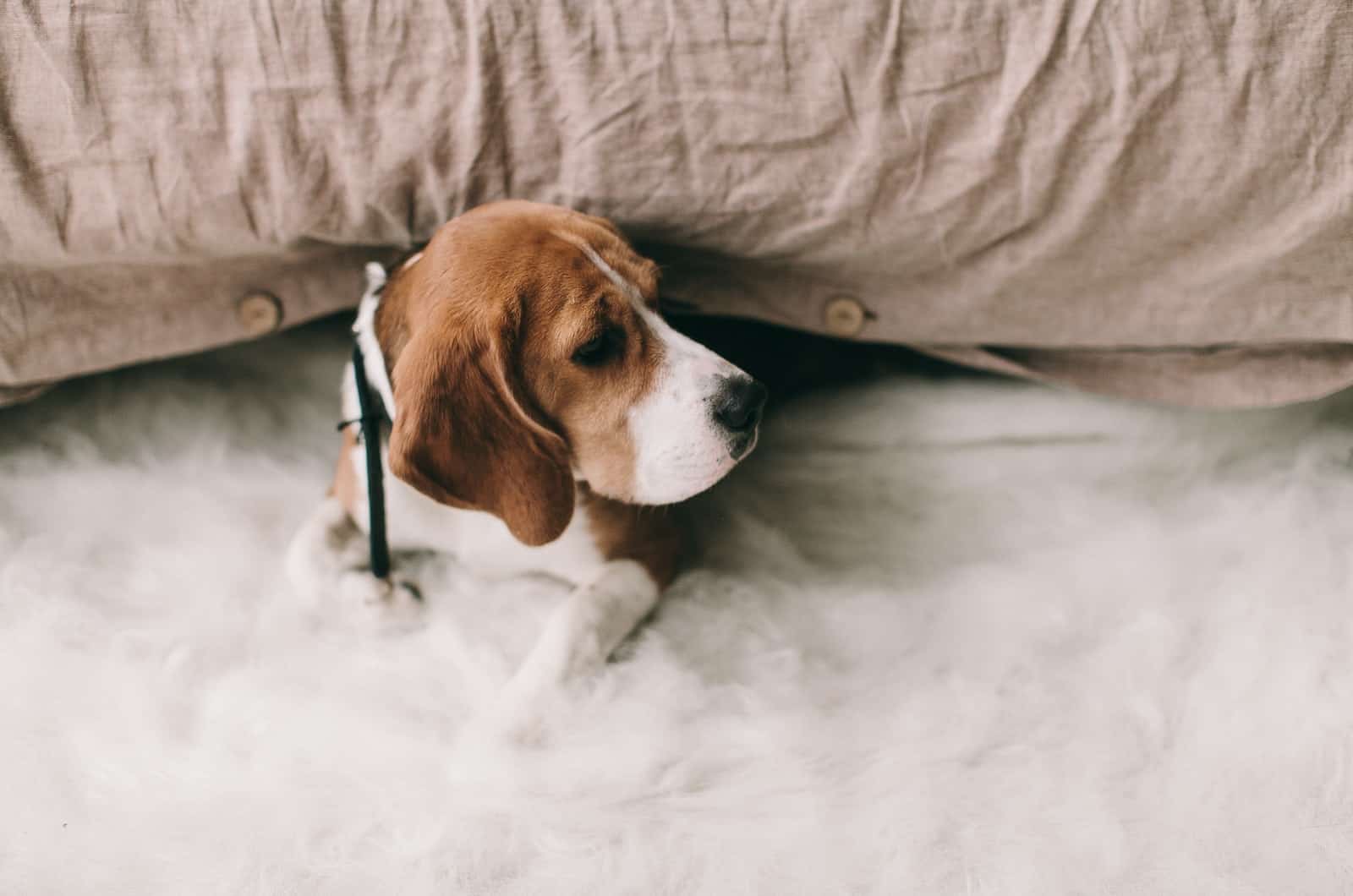 beagle under the covers