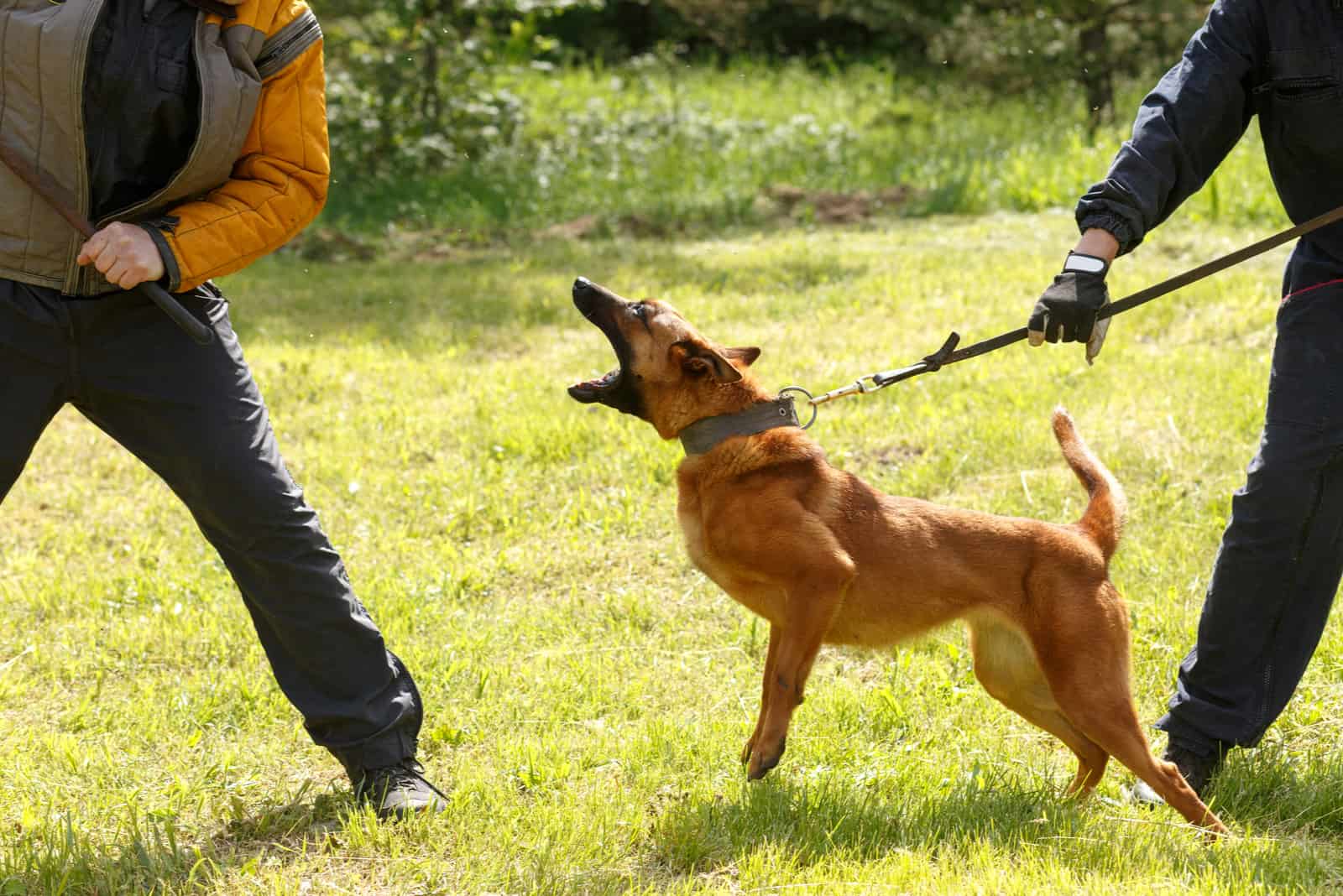 belgian malinois barking at a dog