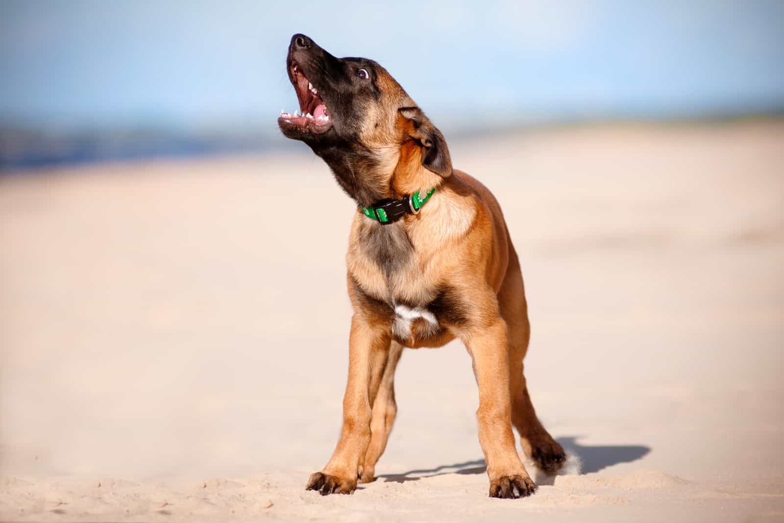 belgian malinois puppy barking