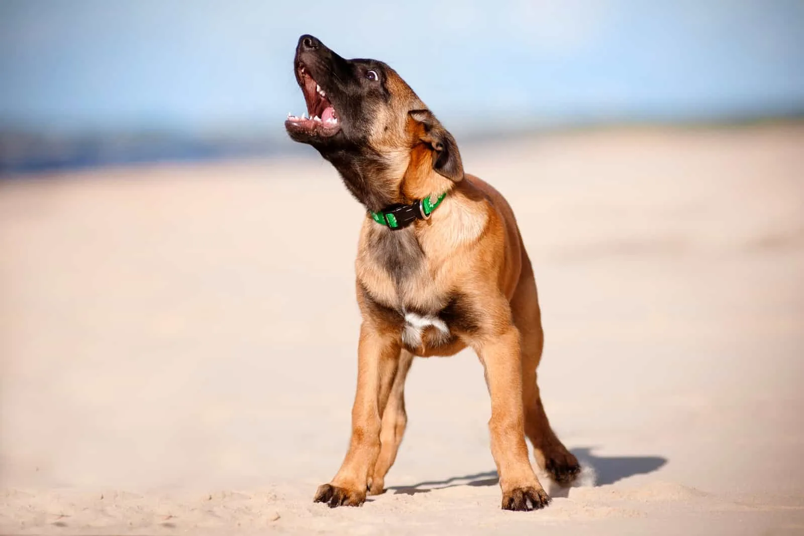 belgian malinois puppy barking