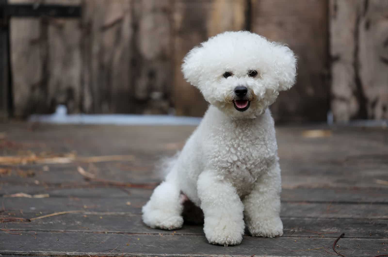 bichon frise sitting