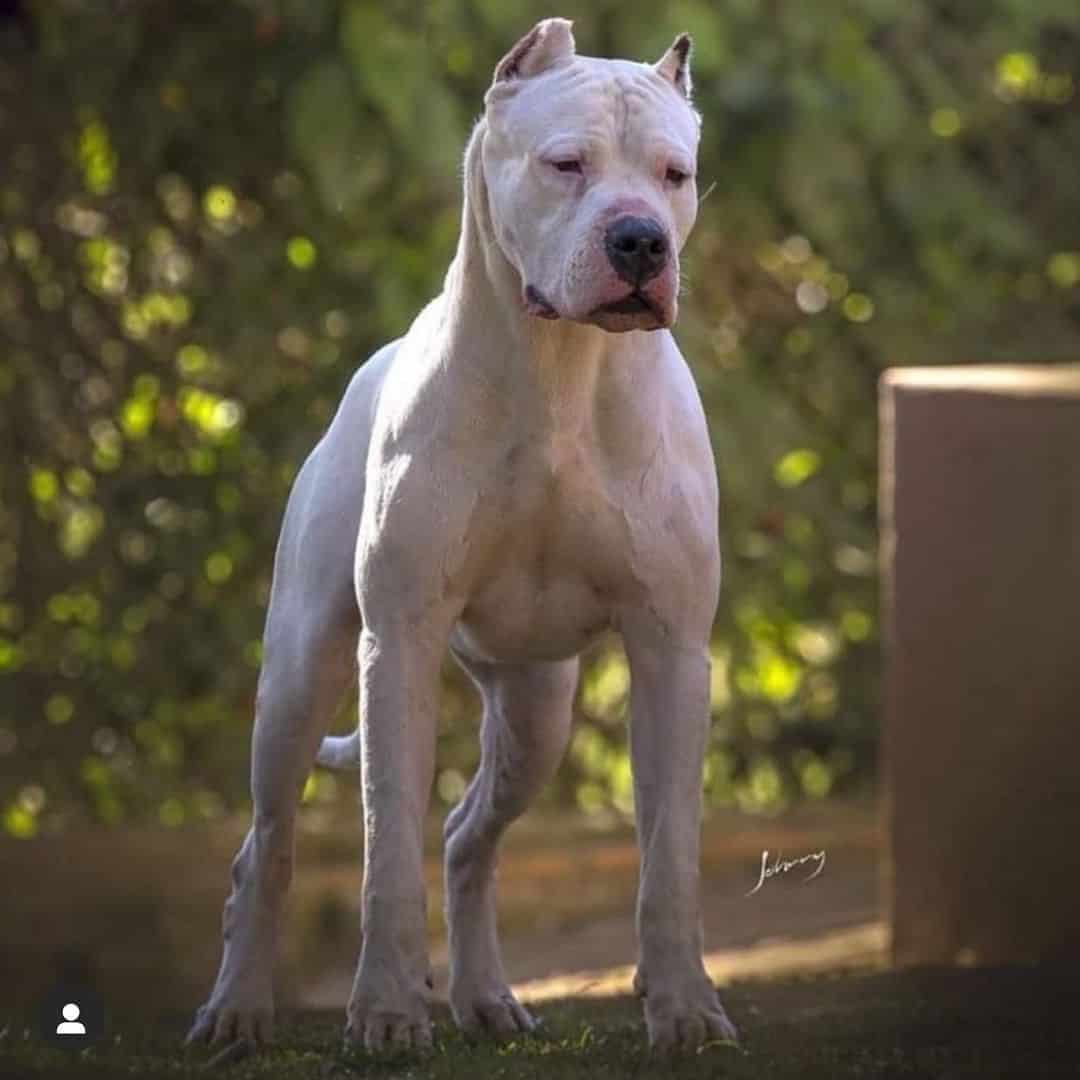 big dog standing outside