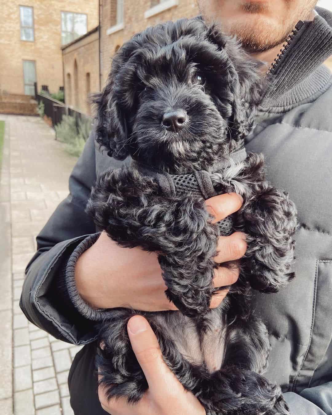 black cavapoo puppy