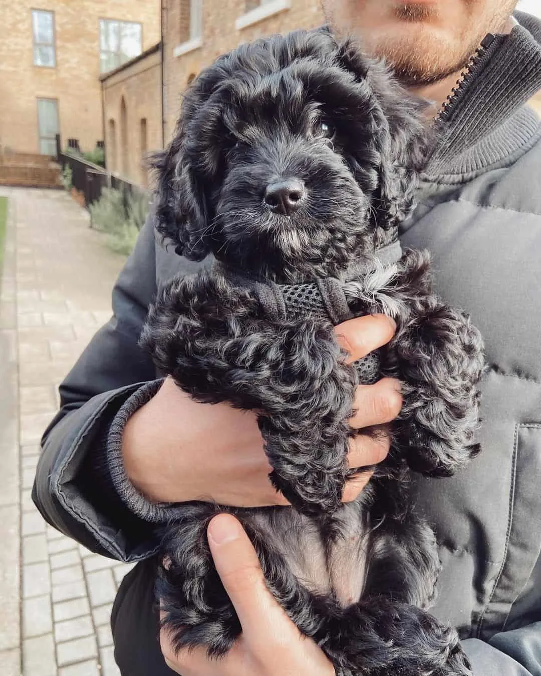 black cavapoo puppy