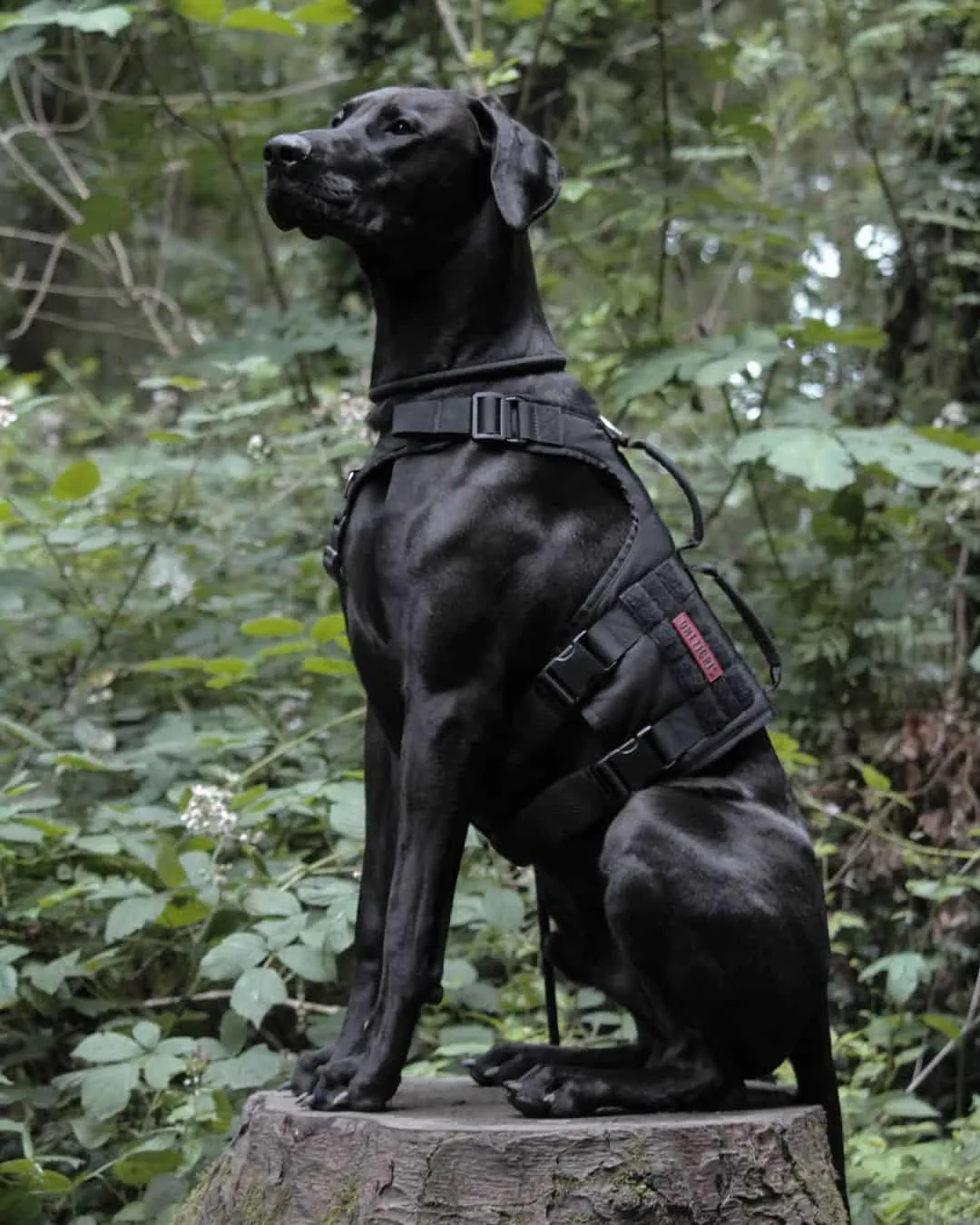 black doberdane