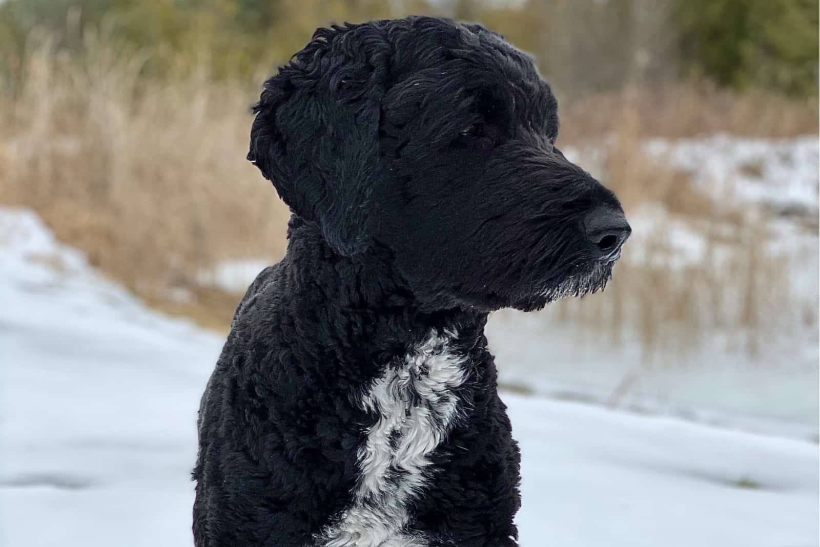 black goldendoodle in nature