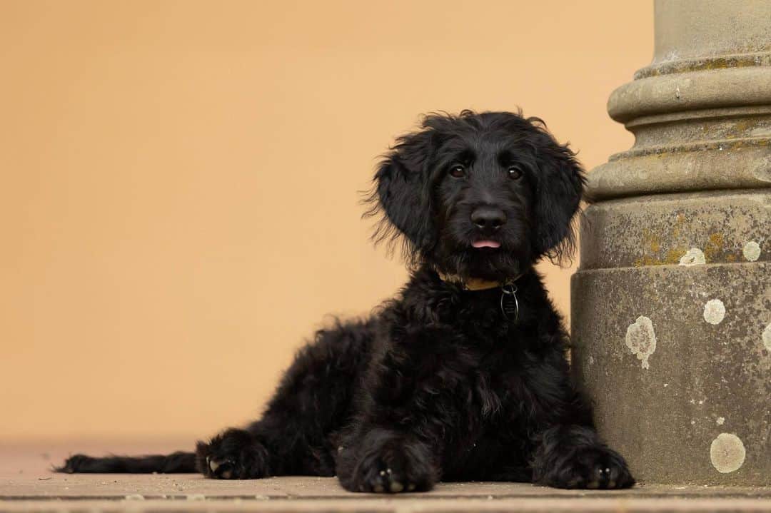 black goldendoodle puppy