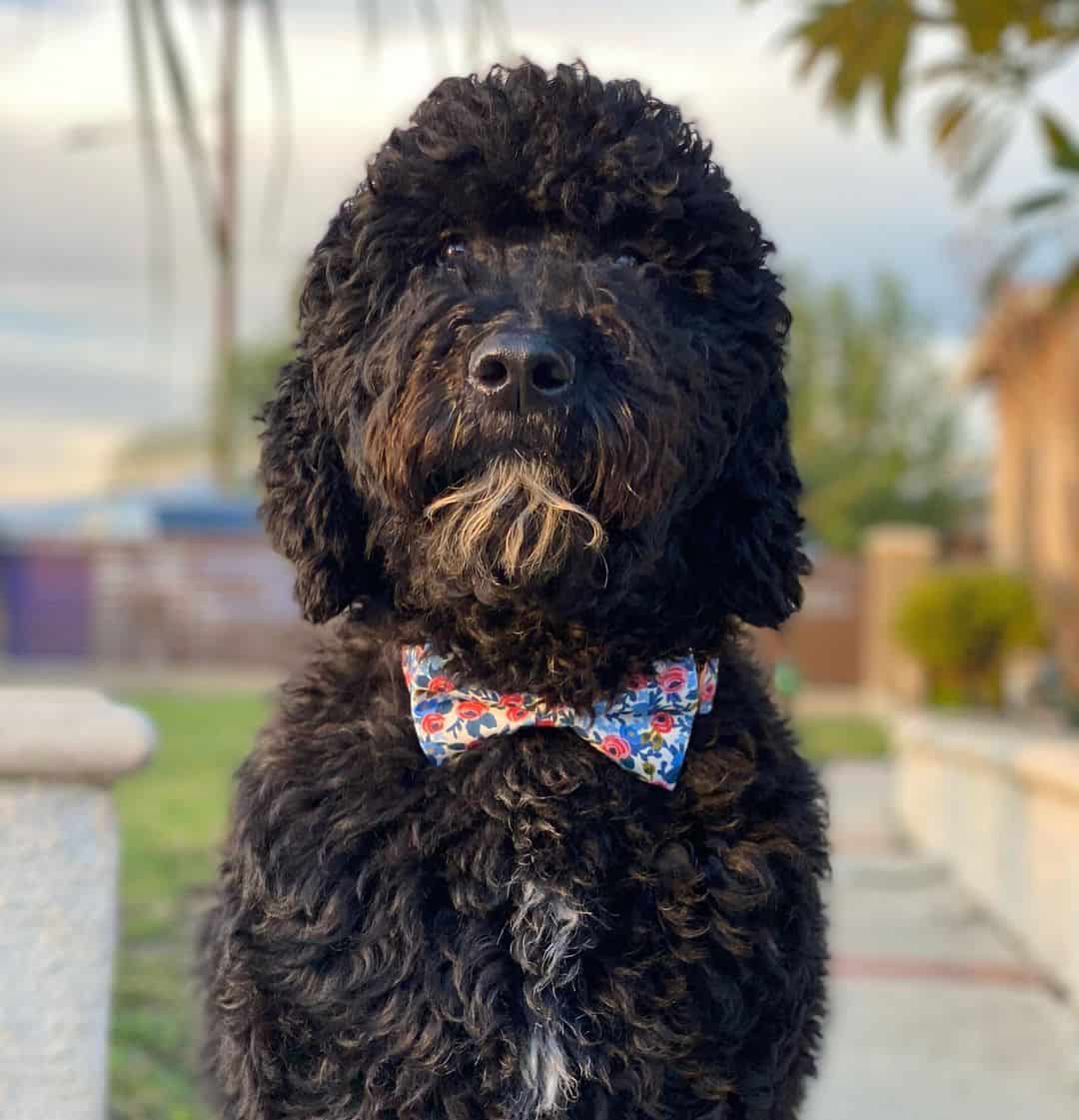 black goldendoodle wearing a bow tie