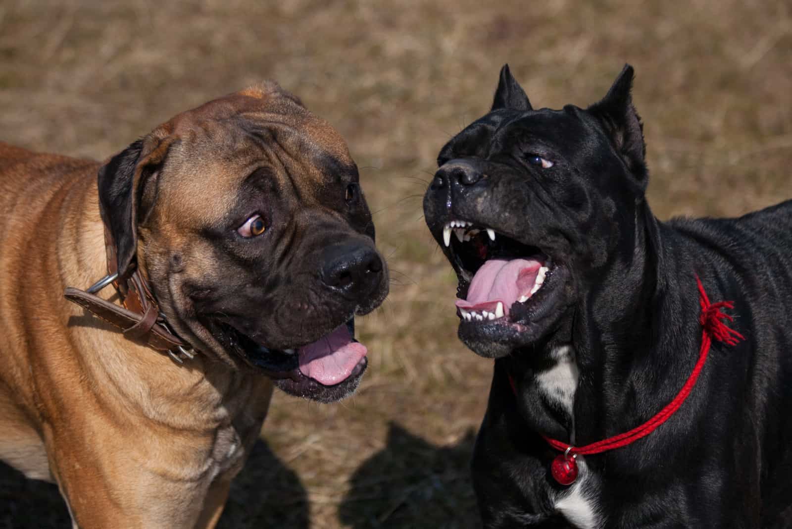 cane corso vs boerboel in conflict