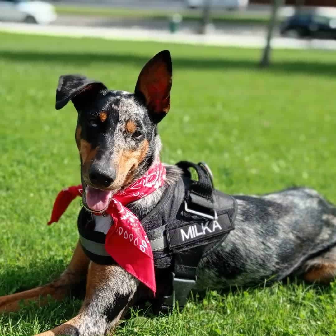 border collie doberman mix