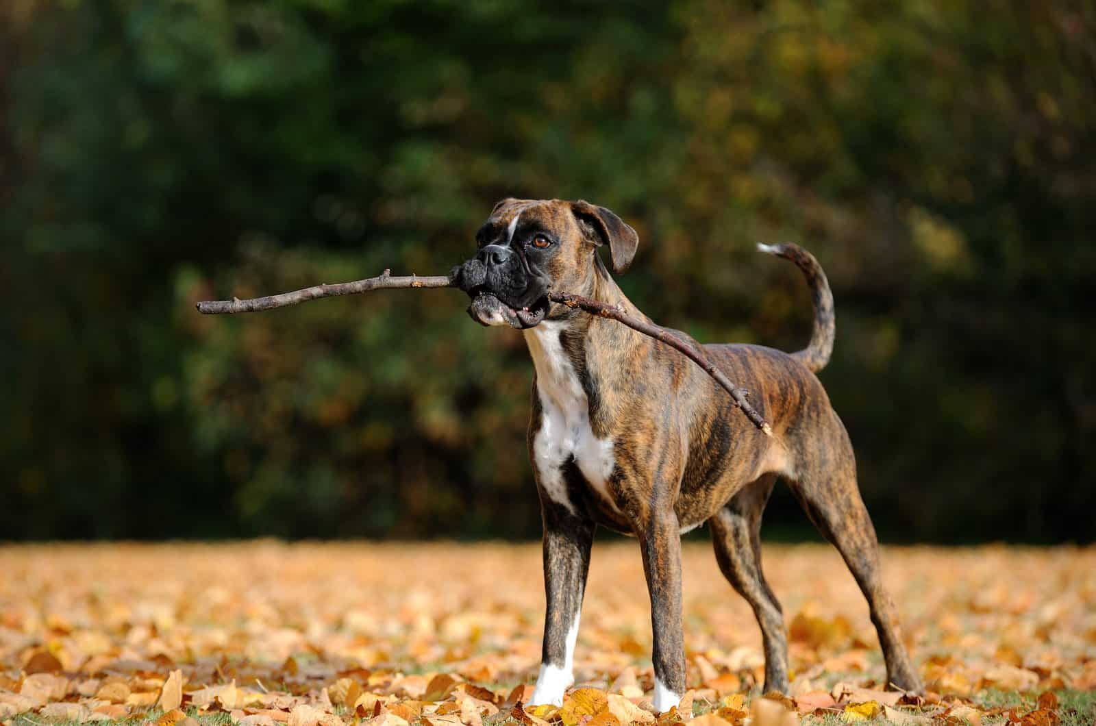 boxer holding a stick