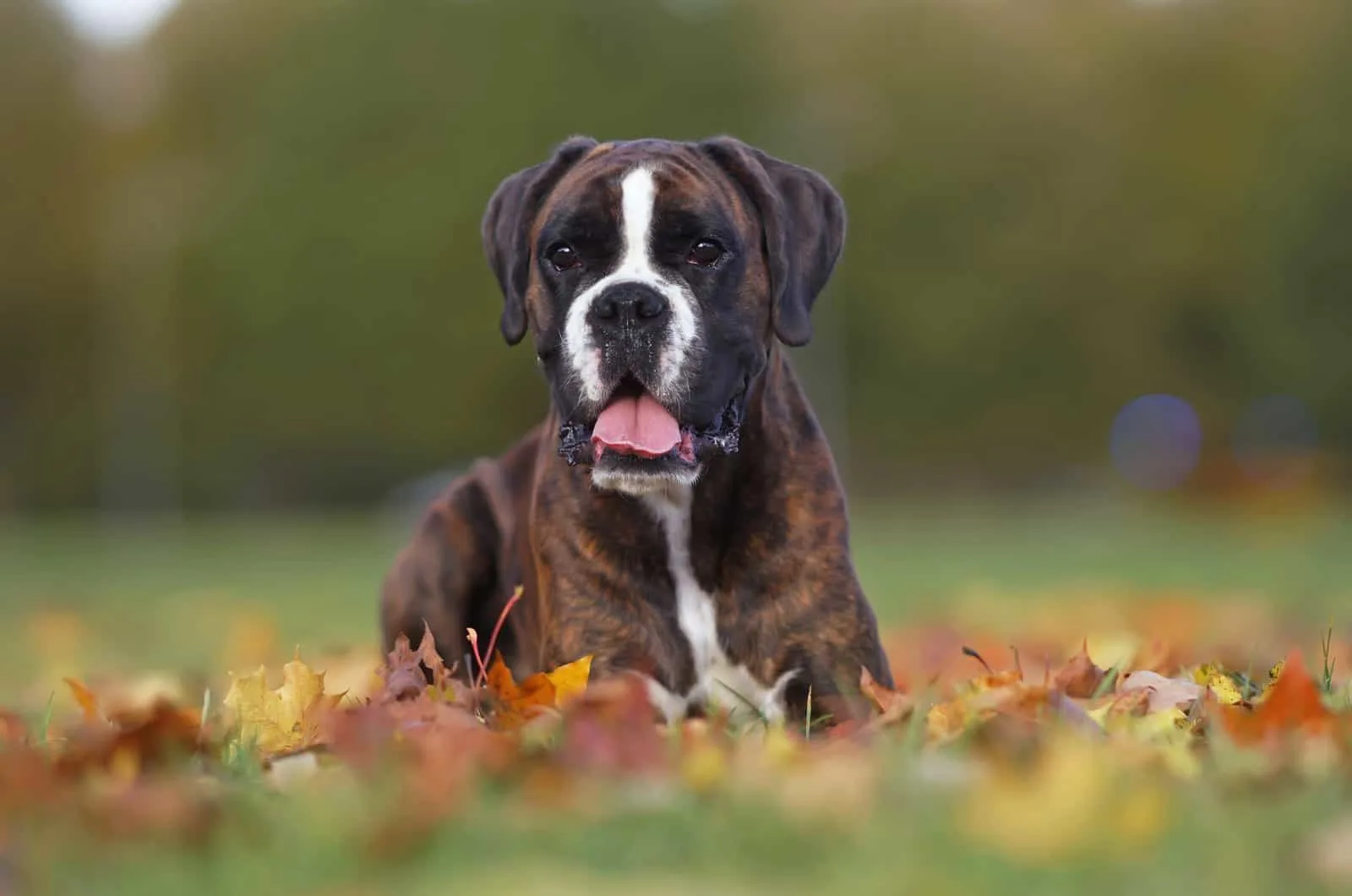 boxer lies down in grass and leaves