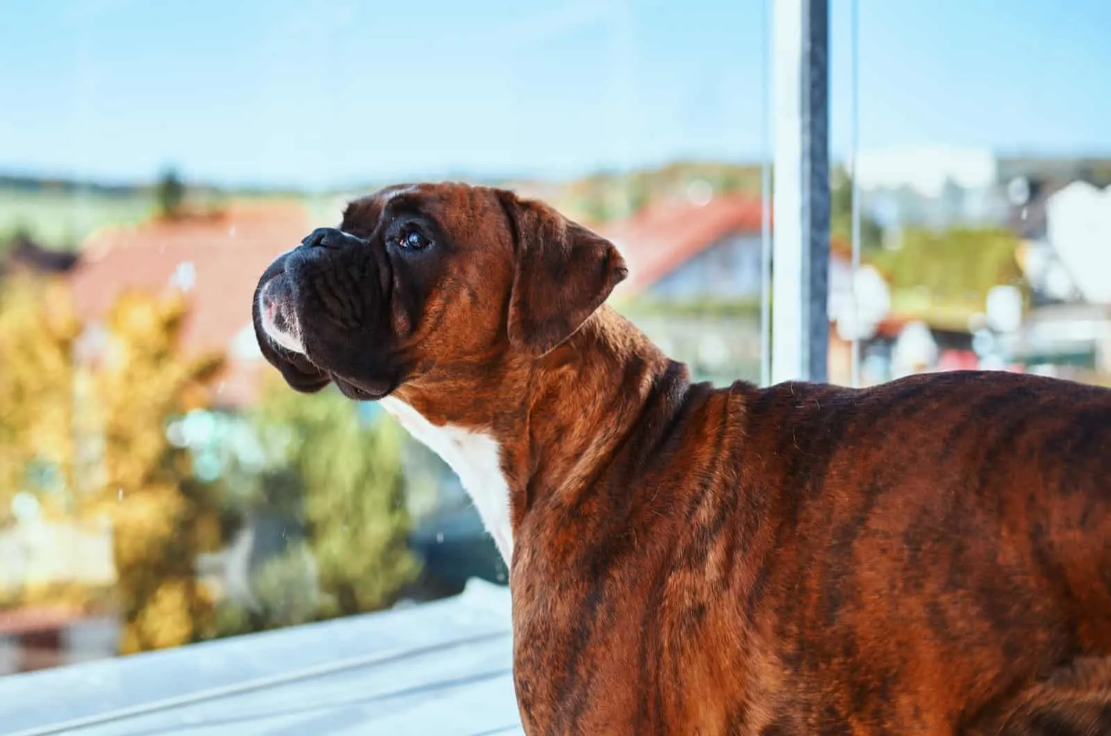 boxer looking out the window
