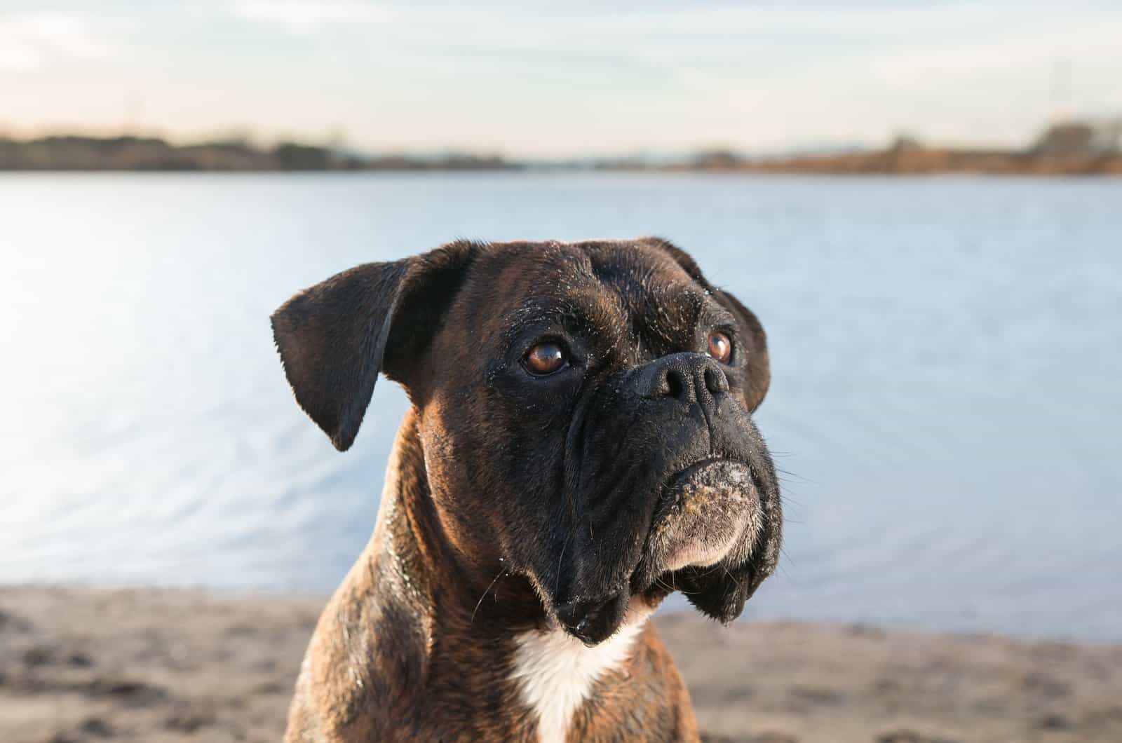 boxer photographed by the beach