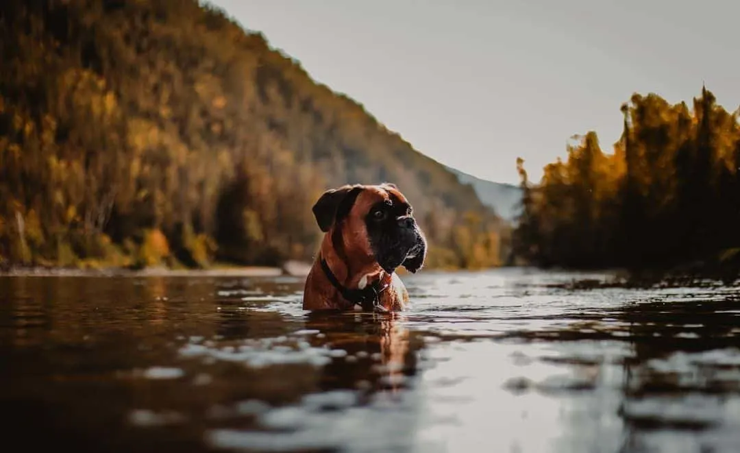 boxer swimming in a lake