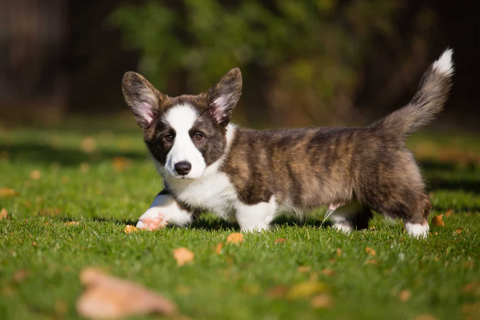 brindle corgi photographed in park