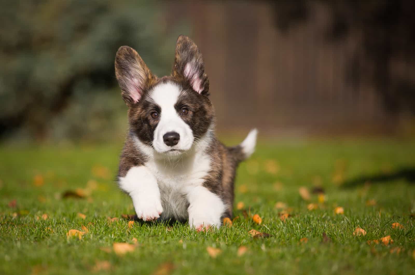 brindle corgi puppy running