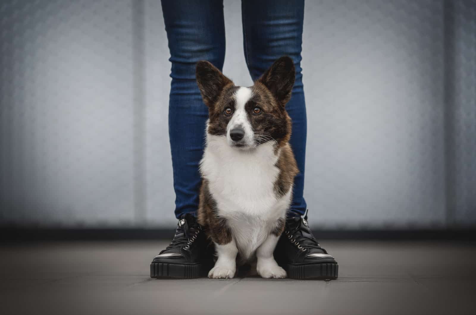 brindle corgi sitting by owner's feet