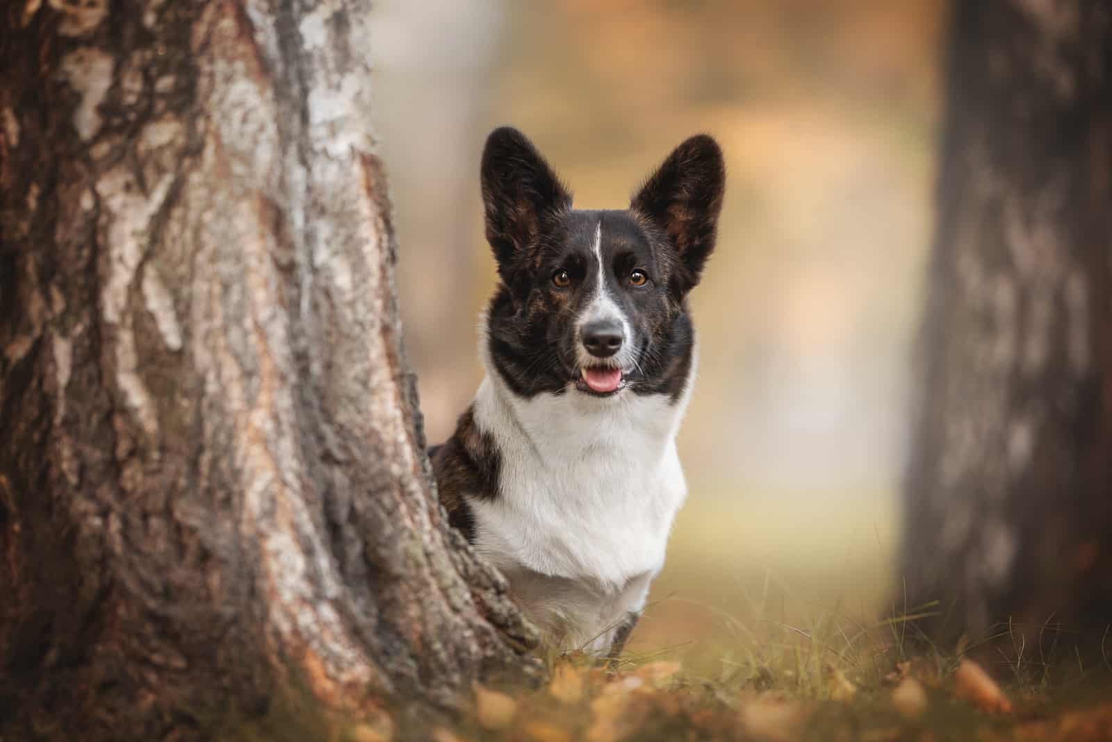 brindle corgi standing behind a tree