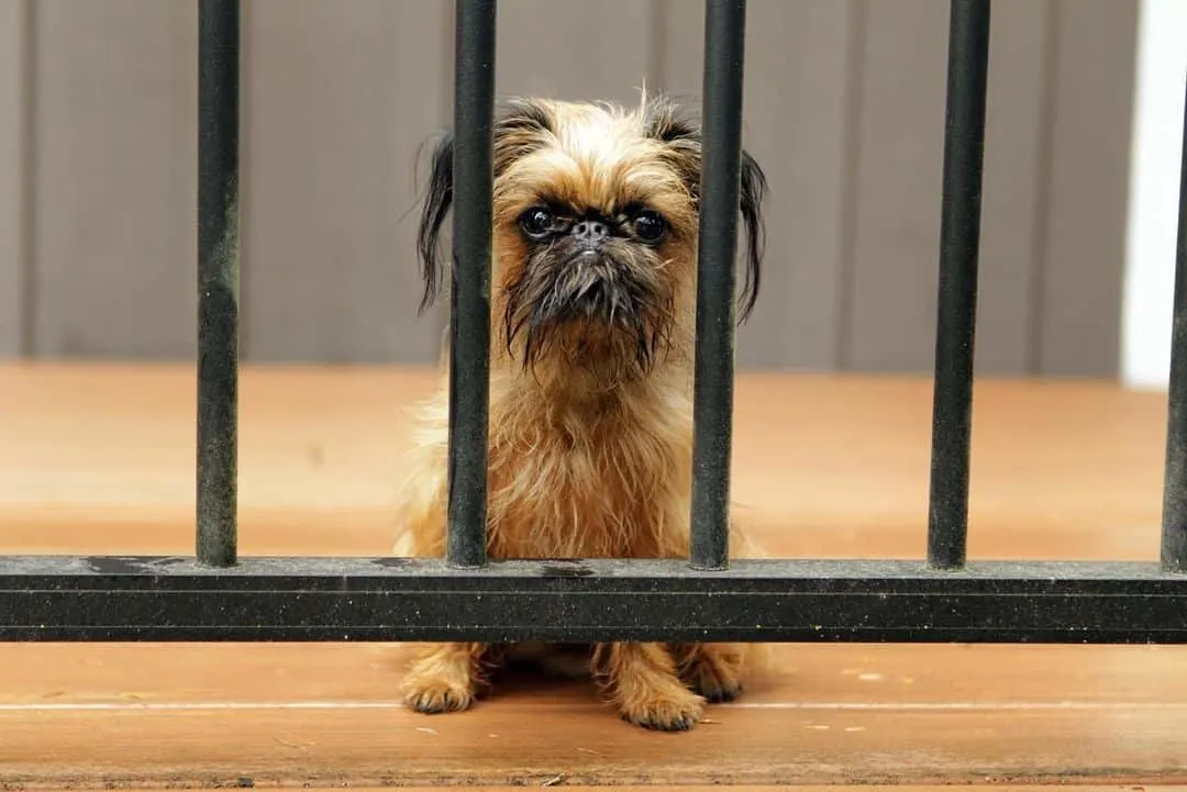 brussels griffon behind a fence