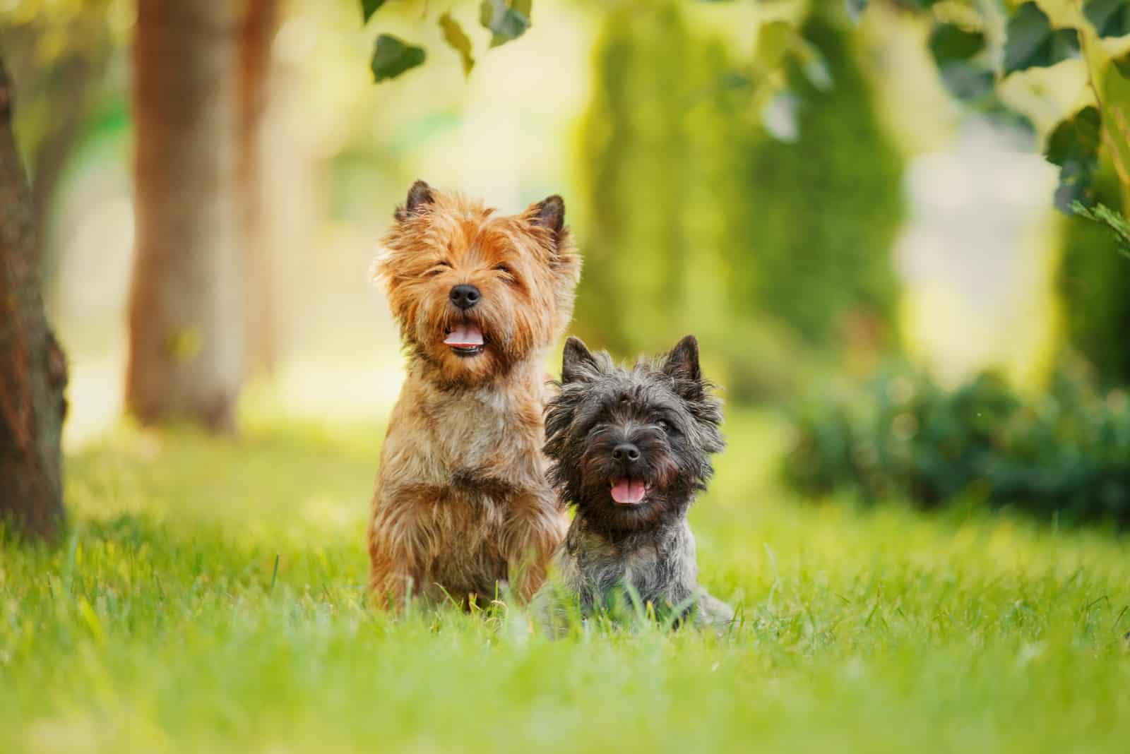 cairn terrier