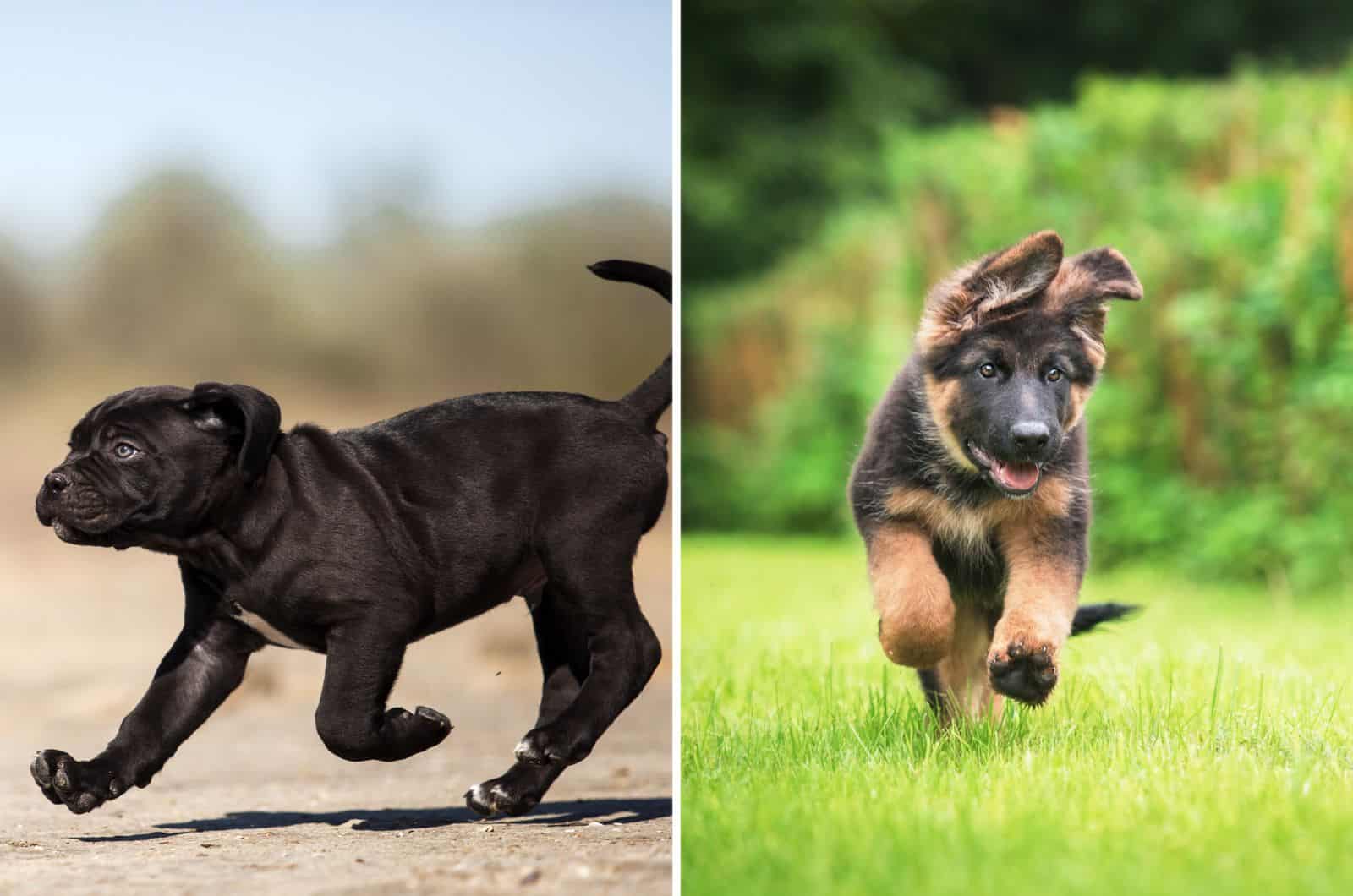 cane corso and GSD puppy