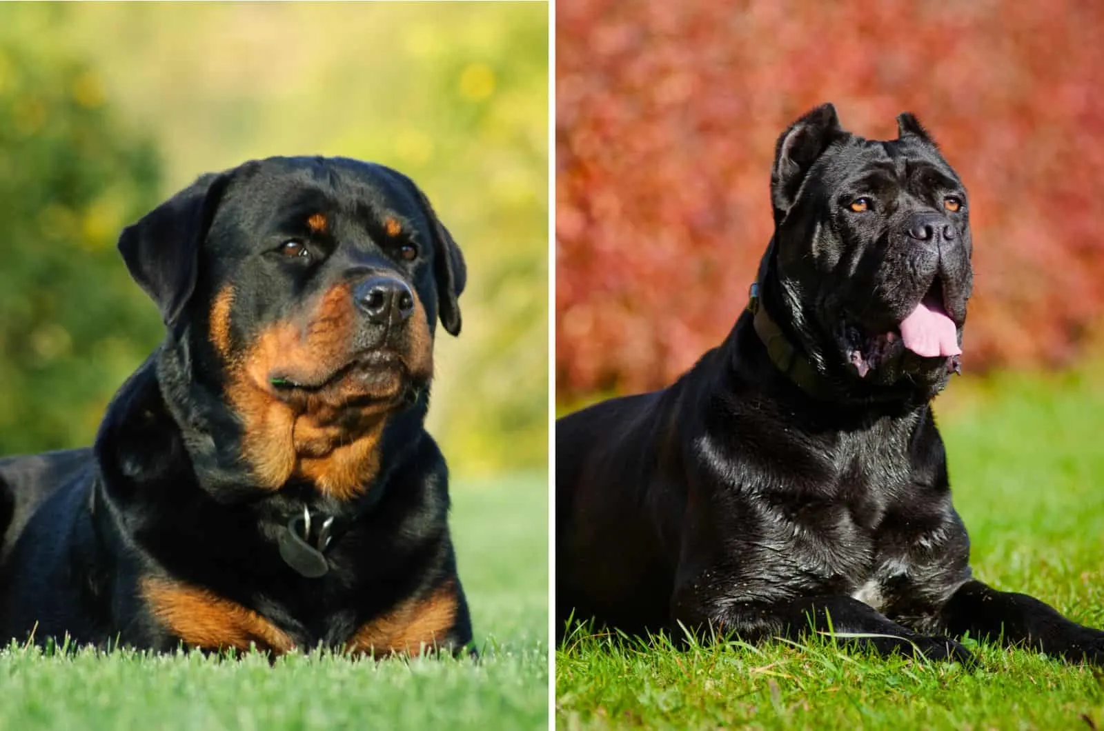 cane corso and a rottweiler lying in grass