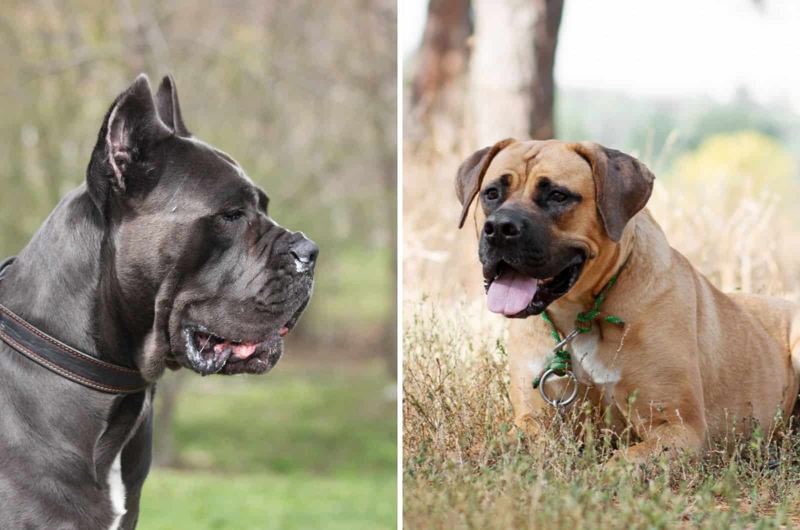 cane corso vs boerboel comparison