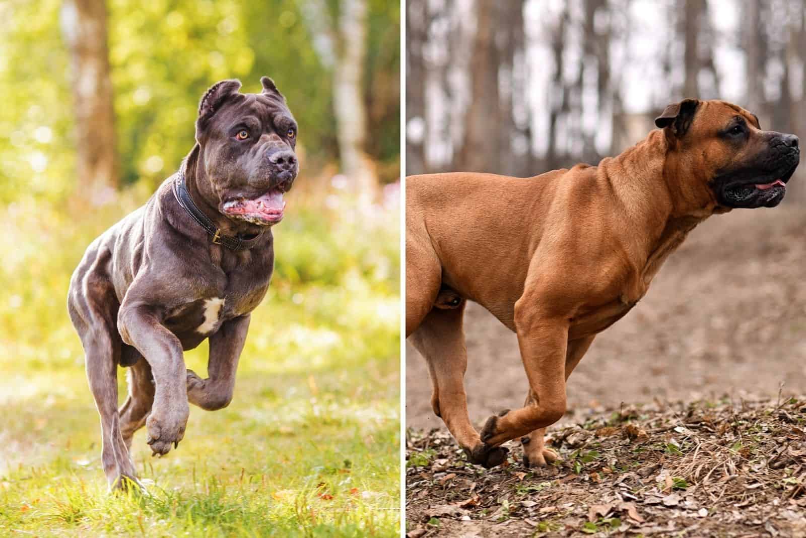 cane corso vs boerboel running