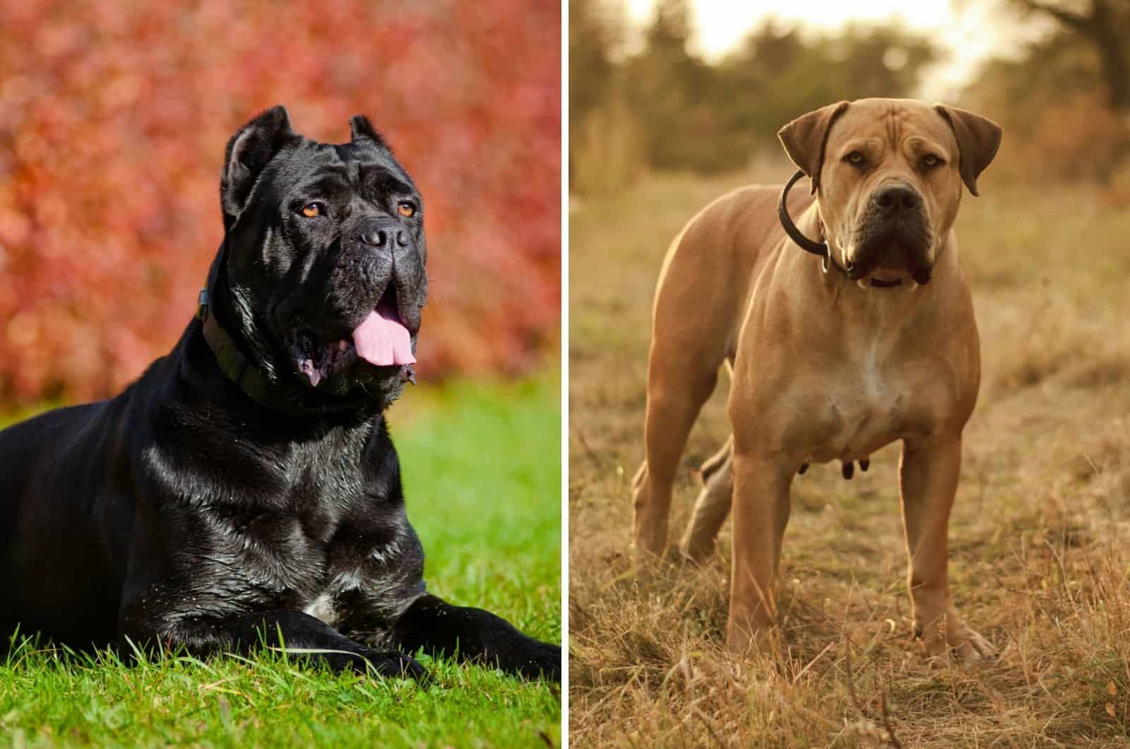 cane corso and boerboel side by side