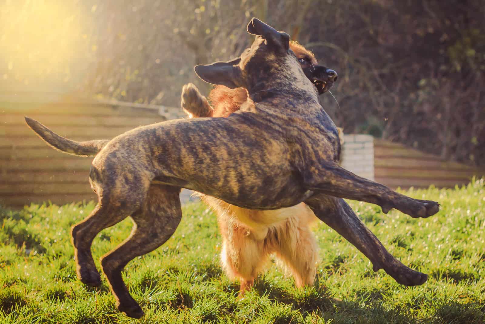 cane corso and german shepherd playing