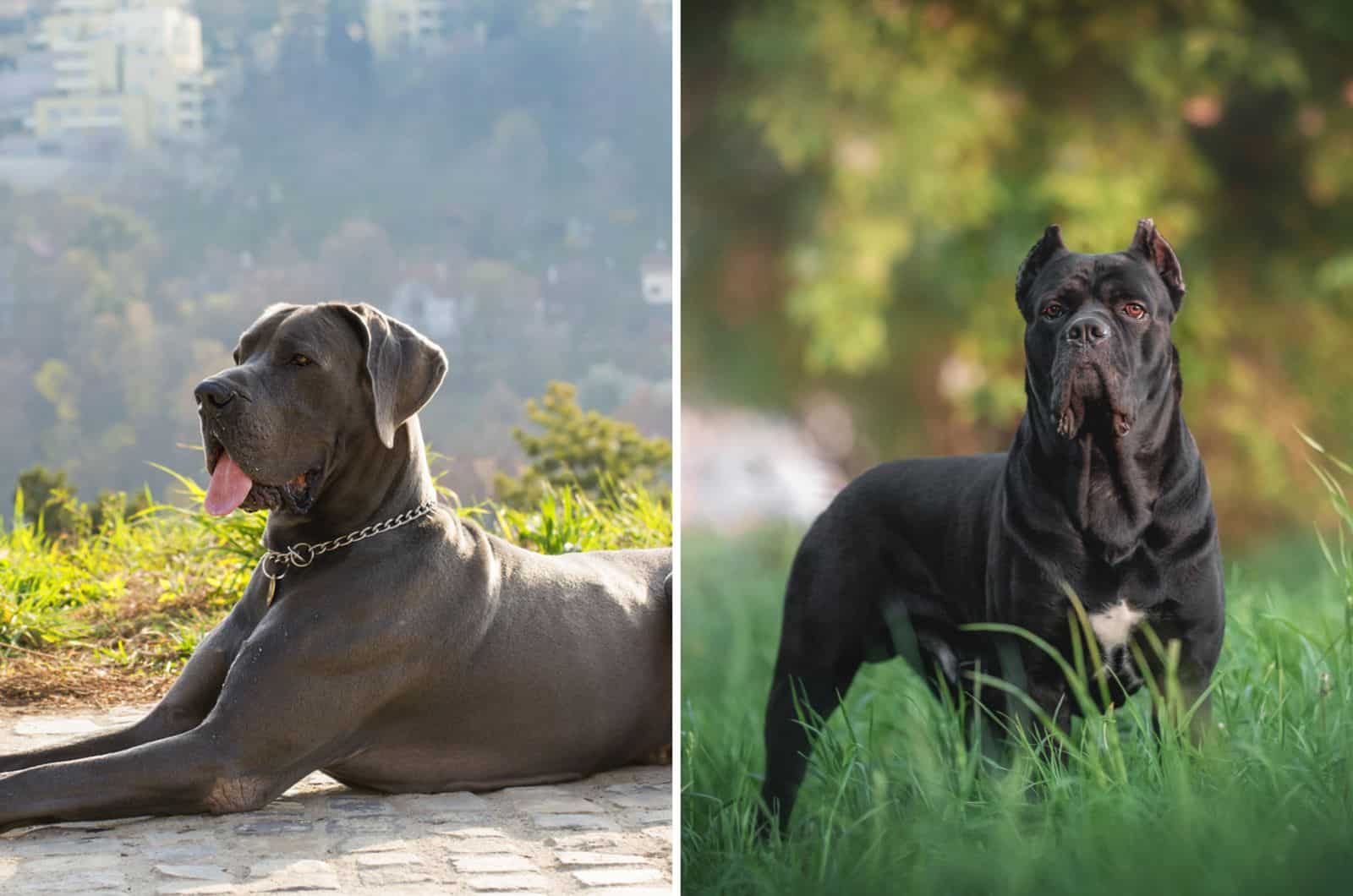 cane corso and great dane side by side