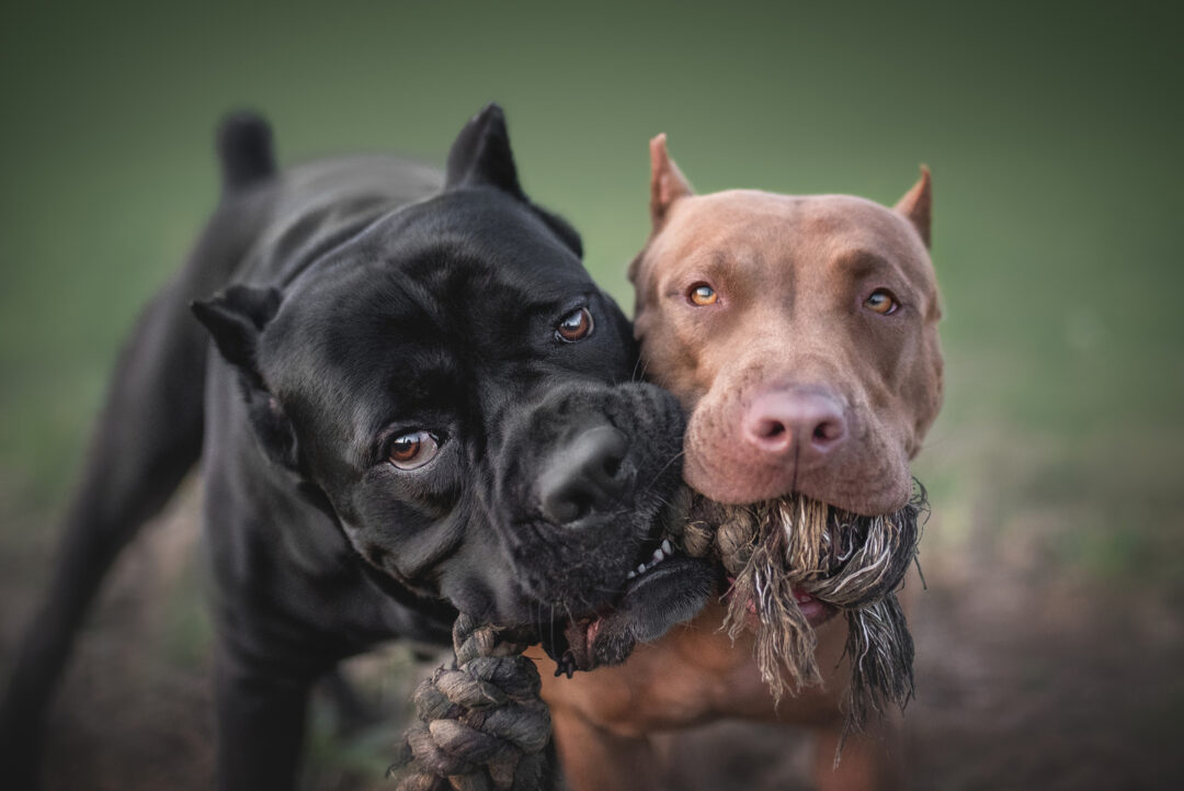 Cane Corso Vs. Pitbull Which One Is The Best Dog For You?